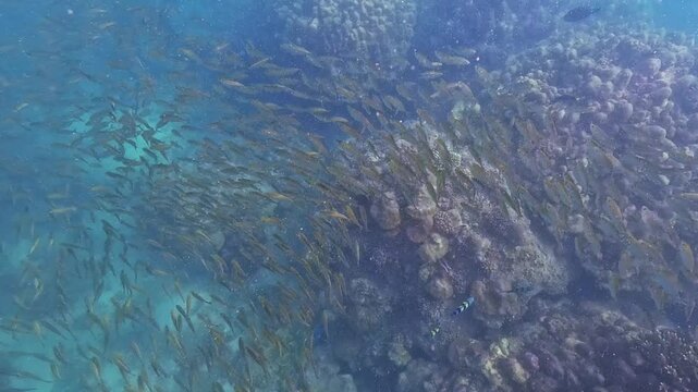 A massive school of small Carangidae Selar boops fish swims together in unison through crystal clear blue water above a thriving coral reef. This marine life is captivating