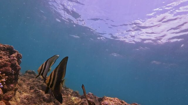 Observe a striped batfish swimming gracefully by vibrant coral in clear, tropical ocean water. Sunlight illuminates the healthy reef ecosystem and sea life