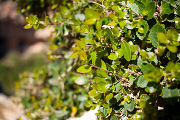 Obraz premium Green leafy bush growing in garden with dense foliage, natural plant background, botanical growth texture, outdoor greenery theme.