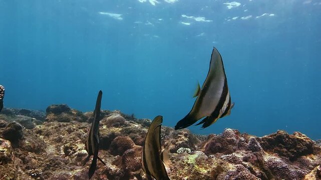 Witness batfish and a slender fish gracefully swimming above a colorful coral reef. Sunlight filters through clear blue water creating a serene marine habitat