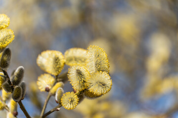 Fototapeta premium Soft yellow buds on willow branches. Springtime blooms blur softly against blue sky. Fuzzy catkins cluster on slender stems. Sunlit flowers sway gently in breeze