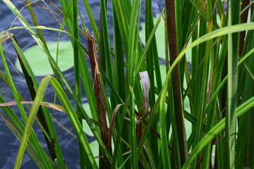 Fototapeta premium Tall green aquatic reeds and grass blades growing beside water create a dense natural texture. Vertical stems, fresh foliage, and soft rippling water in the background form a calm wetland nature scene