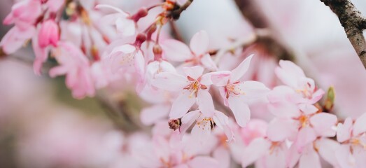 Fototapeta premium Cherry blossom flower branch with soft pink petals blooming in spring season, delicate nature background with gentle light and blurred bokeh effect creating peaceful mood