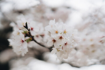 Obraz premium White flower blossom branch spring bloom nature delicate petal close up soft floral plant garden tree beauty natural outdoor season botany flora growth fresh background bloom flower flowering bud