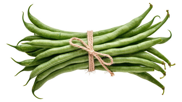 Isolated bundle of fresh raw green beans tied with string ready for cooking or recipe