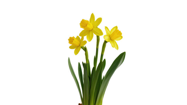 Isolated yellow daffodils with vibrant green leaves blooming in a beautiful spring arrangement