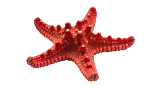 Isolated red starfish, a beautiful marine animal with textured skin, a vibrant ocean creature