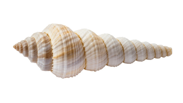 Isolated elegant elongated ribbed spiral seashell with natural cream and tan patterns