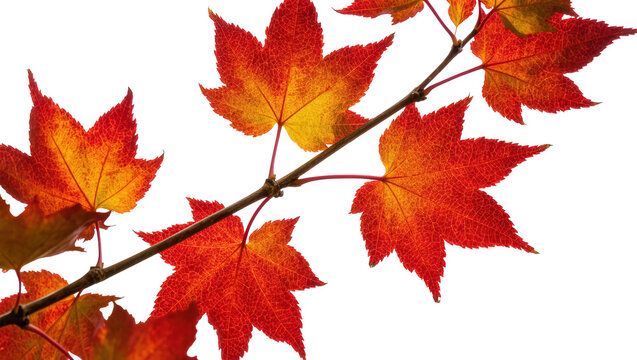 Isolated branch with vivid red and orange fall maple leaves, showing nature's seasonal beauty
