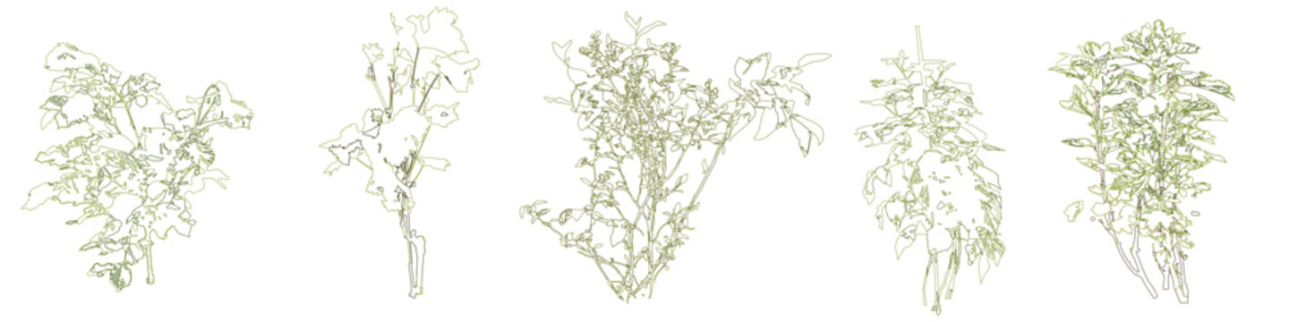 Vector set of colorful shrubs and bushes in elevation view for use in architectural drawings