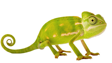 Isolated vibrant green veiled chameleon with unique rotating eyes and coiled tail © Ophelia