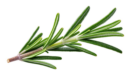 Isolated fresh rosemary sprig, aromatic green culinary herb for cooking and garnish © Ophelia