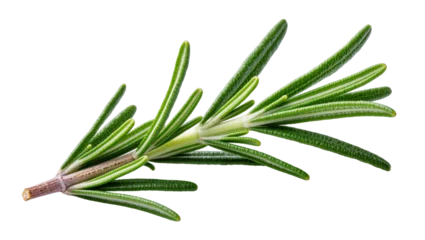 Isolated fresh rosemary sprig, aromatic green culinary herb for cooking and garnish © Ophelia