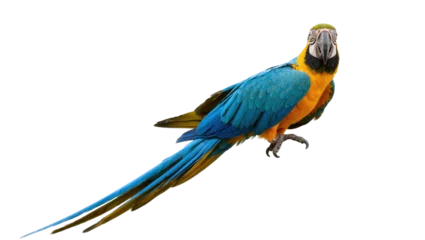 Fototapeten Papagei Isolated vibrant blue and yellow macaw parrot with vivid plumage and a direct gaze  © Ophelia