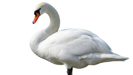 Obraz premium Isolated elegant white mute swan standing gracefully, showcasing its beautiful plumage and form