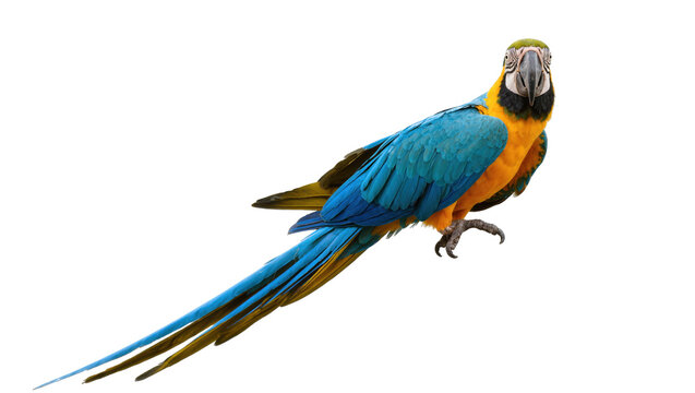 Isolated vibrant blue and yellow macaw parrot with vivid plumage and a direct gaze