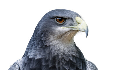 Fototapeta premium Isolated majestic portrait of a powerful grey bird of prey with keen amber eyes and a sharp beak