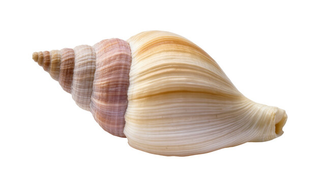 Isolated beautiful spiral seashell with textured ridges, elegant ocean conch shell macro