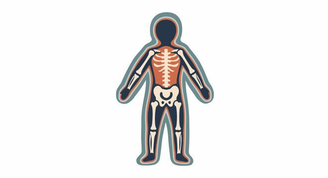 Human Skeleton Body Anatomy Figure.