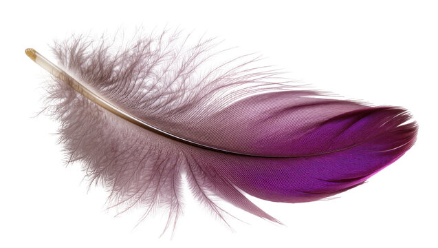 Isolated fluffy delicate feather showing vibrant purple and muted greyish brown colors
