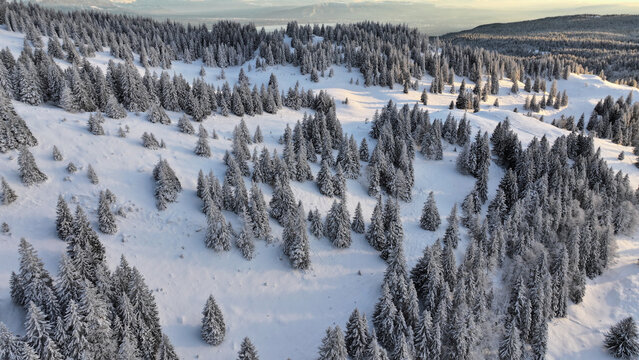 Aerial view of snow-laden evergreens stand as silent sentinels amidst the vast, pristine white expanse, Gingins, Vaud, Switzerland.