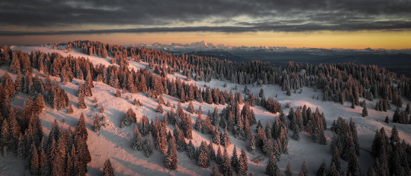 Panoramic sunset aerial view of snow-laden pines bathed in the warm glow of the setting sun, with distant Mont Blanc and Alps mountains piercing the horizon, Gingins, Vaud, Switzerland.