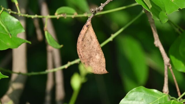 Millettia pinnata seed pods. It&nbsp;is a species of tree in the pea family Fabaceae. Its other name is Pongamia&nbsp;pinnata, Indian beech&nbsp;and&nbsp;Pongame oiltree. Oil is extracted from its seeds. 
