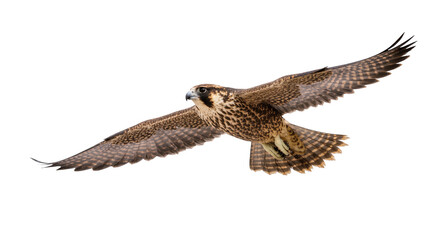 Isolated powerful peregrine falcon soaring majestically in mid-flight with wings spread © Sylas