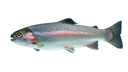Isolated fresh rainbow trout fish in profile, displaying vibrant colors and distinct spots © Sylas