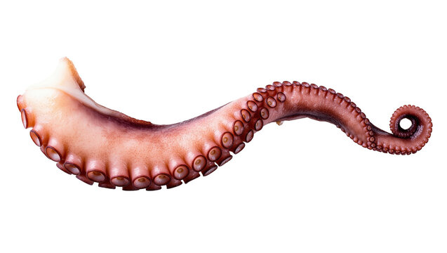 Isolated cooked octopus tentacle a delicious seafood ingredient ready for culinary preparation
