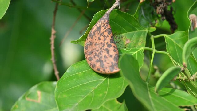 Millettia pinnata seed pods. It&nbsp;is a species of tree in the pea family Fabaceae. Its other name is Pongamia&nbsp;pinnata, Indian beech&nbsp;and&nbsp;Pongame oiltree. Oil is extracted from its seeds. 