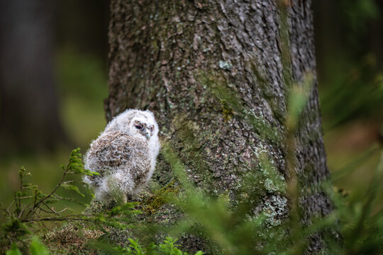 Cute juvenile tawny owl (Strix aluco) sitting on moss at the base of a tree in a forest
