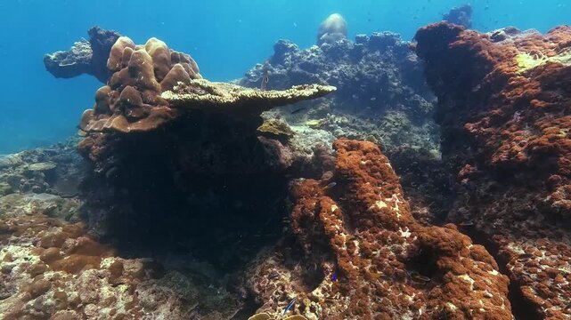 Underwater exploration reveals a colorful and healthy tropical coral reef ecosystem with various formations and small fish swimming