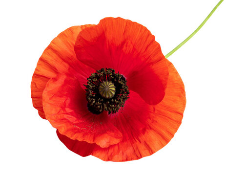 Untitled design - Firefly_a high quality stock photograph of a single red poppy flower full body isolated on a  