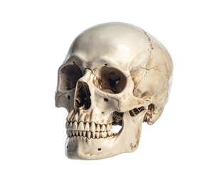 Obraz premium Untitled design - Firefly_a high quality stock photograph of a single skull head isolated on a white background 