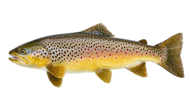 Isolated brown trout showing colorful spotted pattern, popular freshwater game fish species