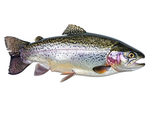 Obraz premium Untitled design - Firefly_a high quality stock photograph of a single trout fish isolated on transparent backg