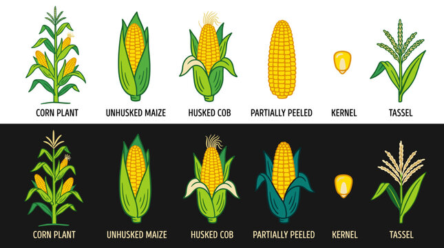 A collection of corn plants, illustrated in colorful hand‑drawn style, rendered as a vector on a black background