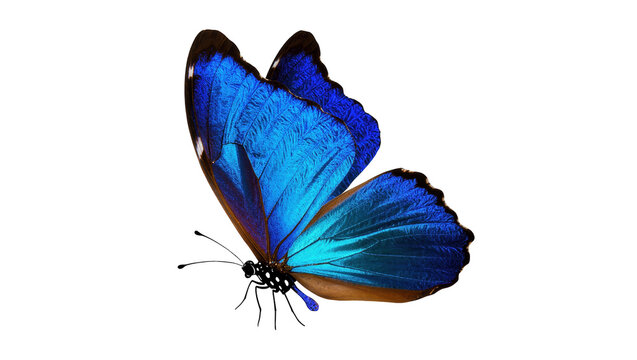 Isolated exotic iridescent blue Morpho butterfly with open wings showcasing its vibrant beauty