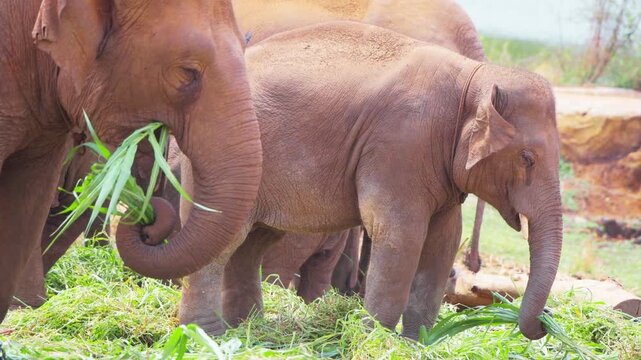 Elephants are the largest land mammals on Earth, known for their remarkable intelligence, strong social bonds, and distinctive features such as long trunks, large ears, and tusks.