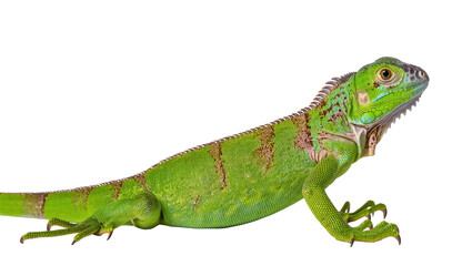 Fototapeta premium Isolated vibrant green iguana, beautiful tropical reptile standing, detailed scaly skin texture.