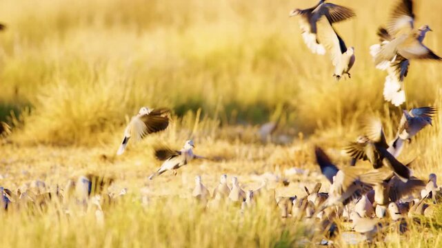 Eurasian collared dove gathered on a waterhole in Savanah of Botswana Africa.
