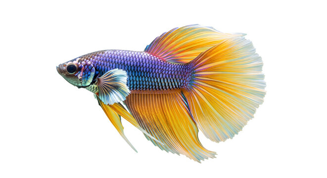 Majestic purple and gold betta fish swimming with flowing fins on transparent backdrop art