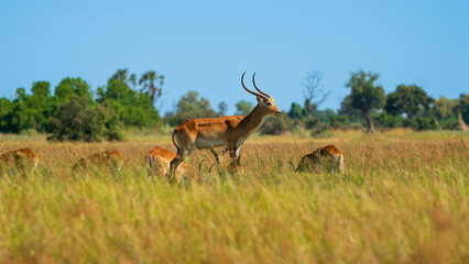 Male Red Lechwe Antelope in the Okavango Delta, Botswana © Johannes