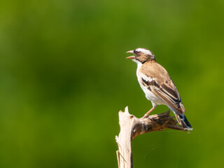 Obraz premium Crested Barbet Perched on a Dry Branch in Botswana