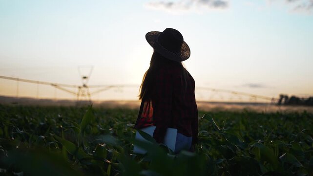 Agriculture concept.automatic irrigation system for corn field in agriculture.farmer walk through corn farm.work automatic irrigation system at agricultural farm.farmer walk through organic corn field