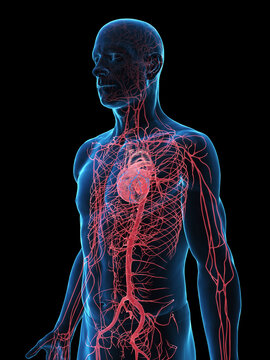 Detailed Illustration Of The Arteries Of A Man In Full Detail