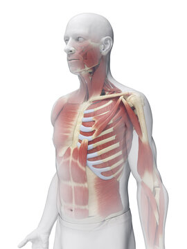 A Detailed 3D Depiction Of The Muscular System Of A Male