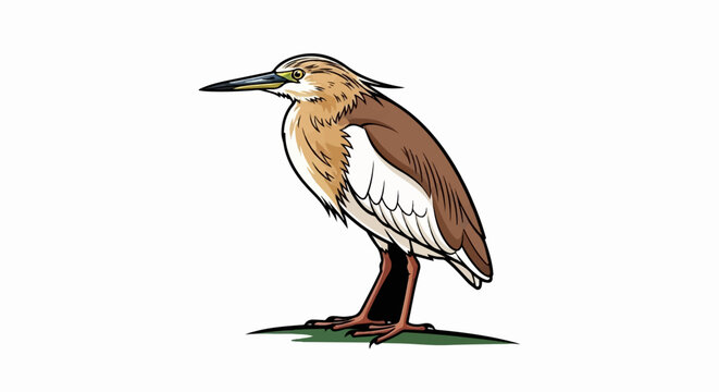 An illustrated bird with brown, tan, and white feathers stands on a small patch of green ground