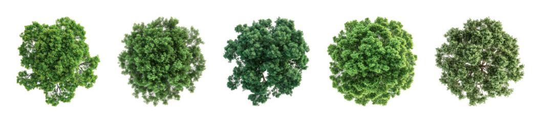 PNG Five lush green tree tops on transparent background